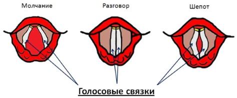 Важность сохранения голосовой функции во время сновидений для поддержания здоровья