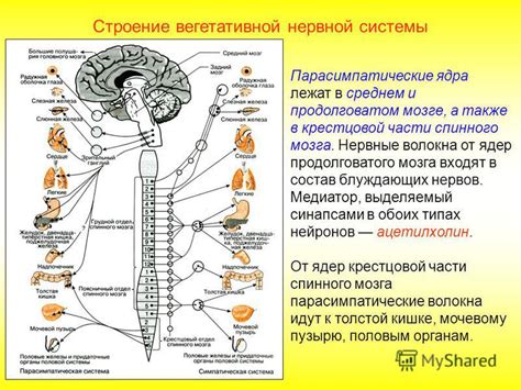 Важность спинного мозга в функционировании нервной системы