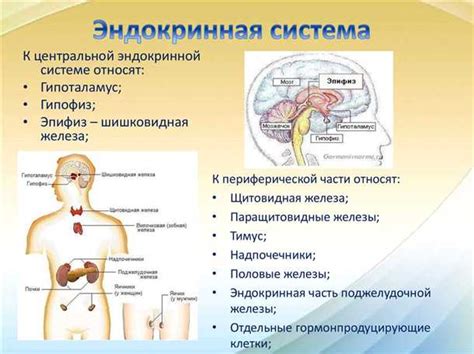 Важность углеродных соединений в функционировании эндокринной системы