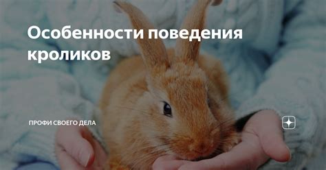 Важные аспекты и особенности поведения кроликов в игре