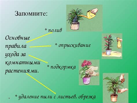 Важные аспекты ухода за растениями, выращиваемыми совместно