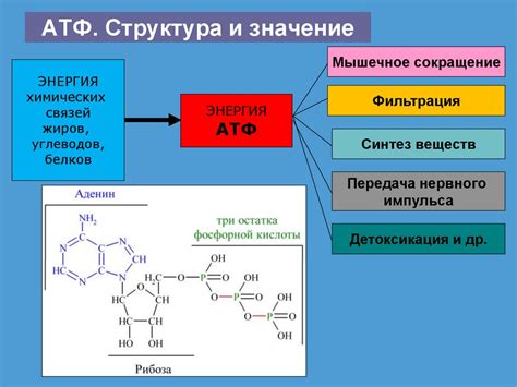 Важные фабрики для созидания питательных веществ в организме человека