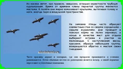 Важные факторы, определяющие предпочтение ледяных глетчеров в качестве мест для гнездовий кайра