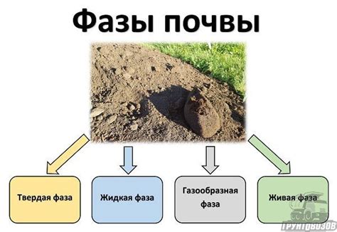 Важные факторы для успешной посадки сирени: состав почвы и ее характеристики