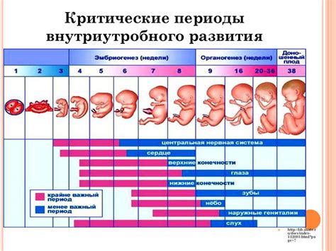 Важные этапы развития эмбриона во втором триместре