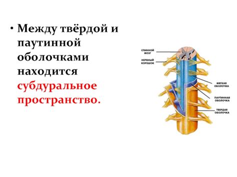 Вакуумное пространство между оболочками: сущность и функция