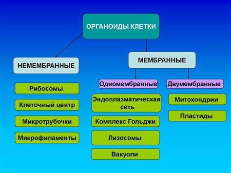 Введение в структуру растительной клетки