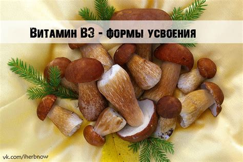 Вегетарианские источники витамина В3