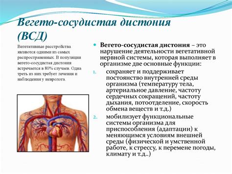 Вегето-сосудистая дистония (ВСД): основные аспекты