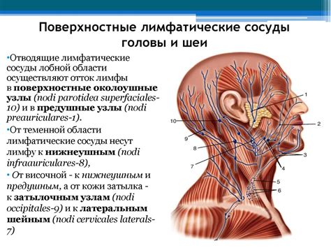 Венозный и лимфатический отток из области подбородка