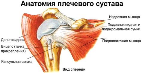 Верхняя часть плеча