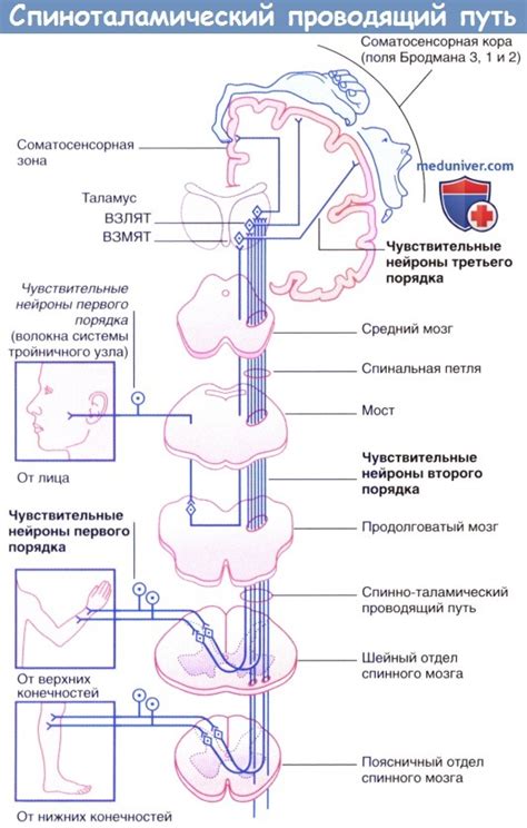 Вестибулоспинальный путь спинного мозга: согласование движений и поддержание равновесия