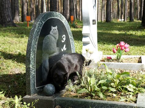 Вечная память о преданных спутниках: памятники домашним питомцам