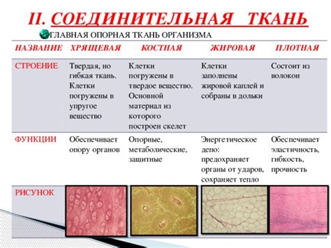 Вещество как основной конструкционный материал организма