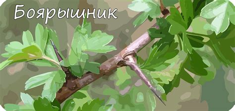 Взаимное воздействие на рост боярышника и яблони
