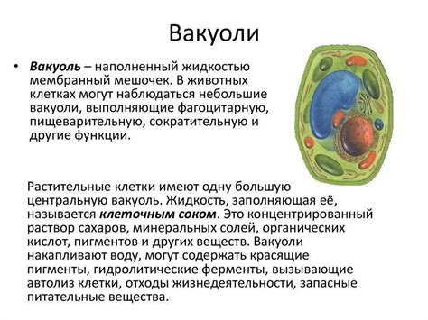 Взаимодействие "основных командиров" в клетке - роль вакуолей в жизни клетки