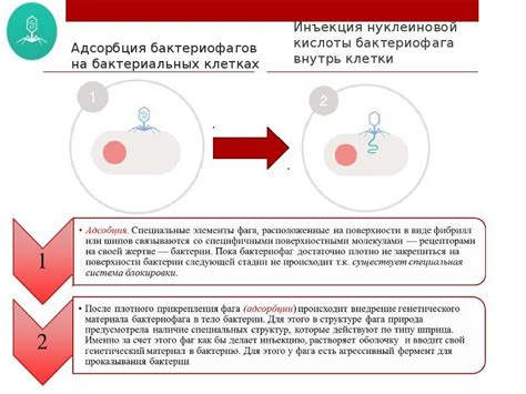 Взаимодействие бактериофагов с бактериальными клетками: влияние на организм