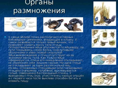 Взаимодействие главного самца и самок в птичьем сообществе: обмен сигналами и поведение