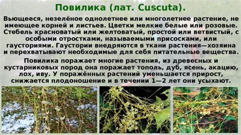 Взаимодействие двуреченских хищников и кустарниковых ягод: выгода для растения и животного