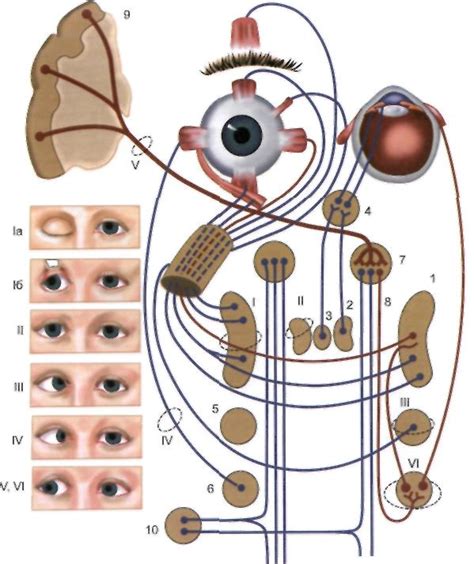Взаимодействие добавочного ядра глазодвигательного нерва с другими структурами нервной системы