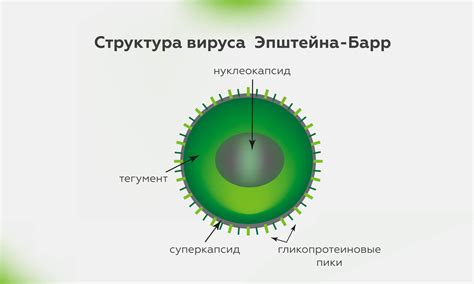 Взаимодействие капсидного антигена вируса Эпштейна-Барр с иммунной системой: особенности и роль