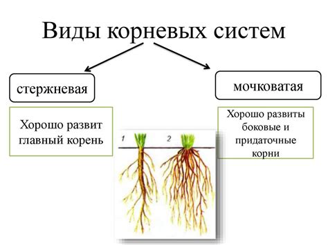 Взаимодействие корневых систем растений: почему компаньоны работают