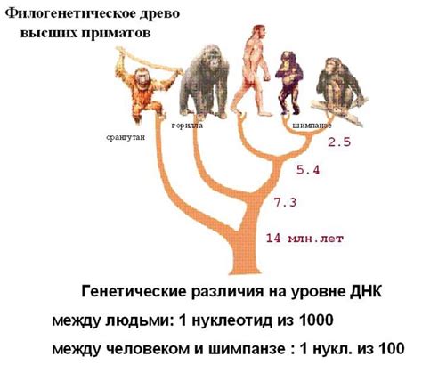 Взаимодействие между человеком и животным сообществом