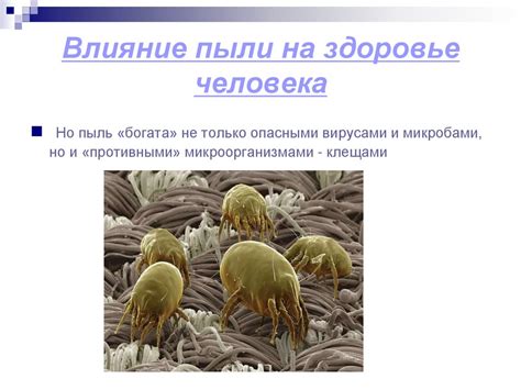 Взаимодействие организма с аллергенами пыли и его влияние на физическое состояние