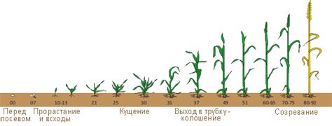 Взаимодействие плодовых деревьев в процессе роста и развития