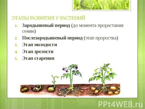 Взаимодействие растений и его влияние на их развитие