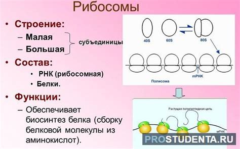 Взаимодействие рибосом и транспортных РНК при синтезе белка