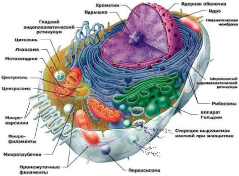 Взаимодействие рибосом с остальными компонентами клетки