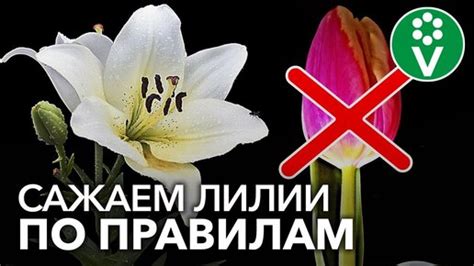 Взаимодействие салата и укропа при размещении рядом: важные нюансы