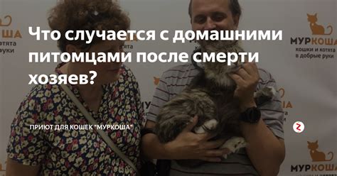 Взаимодействие с домашними питомцами: исследование улиц и посещение домов