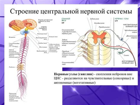 Взаимодействие центральной и периферической нервной системы