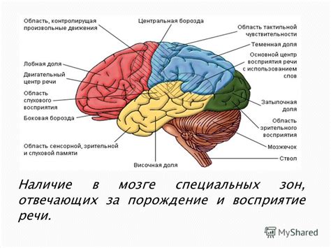 Взаимодействие центров обработки речи и звука в мозге: сила звука в словах