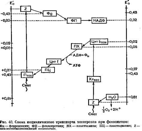 Взаимосвязь гипертиреоза и изменений в процессах окисления и фосфорилирования