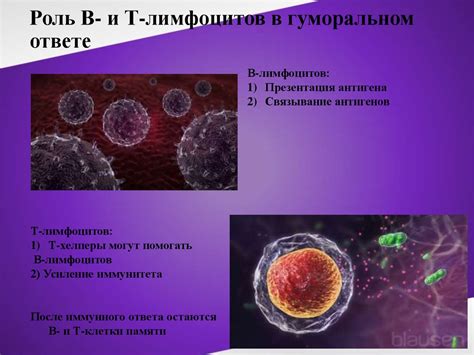 Взаимосвязь иммунологического ответа и показателей лимфоцитов в организме