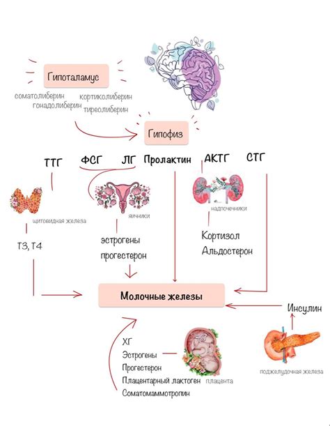 Взаимосвязь крестца с органами мочевыделения и функциями репродуктивной системы