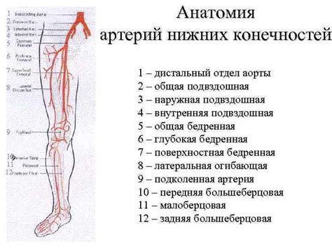 Взаимосвязь между антибиотиками и возникновением отека в нижних конечностях: исследование причин