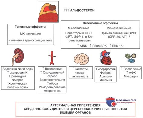 Взаимосвязь между витамином C и укреплением иммунитета