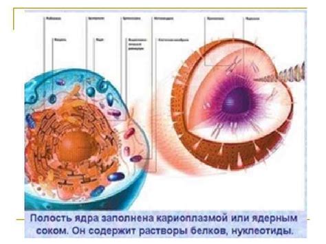 Взаимосвязь между окружающей средой и местоположением клеточного ядра