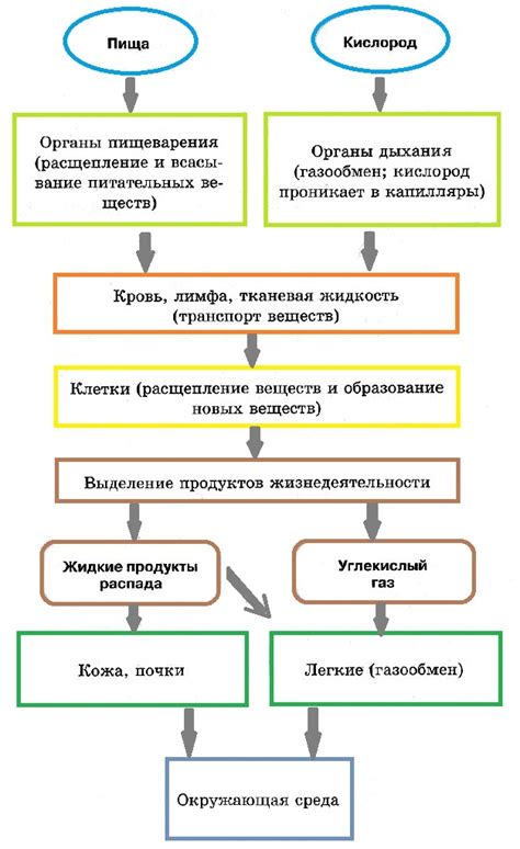 Взаимосвязь между позицией клеточного ядра и распределением энергии и веществ в организме