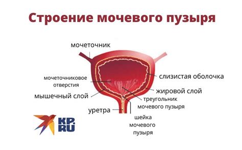 Взаимосвязь между прогестероном и контролем мочевого пузыря