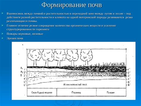 Взаимосвязь между растительностью, почвенным покровом и образованием стока воды