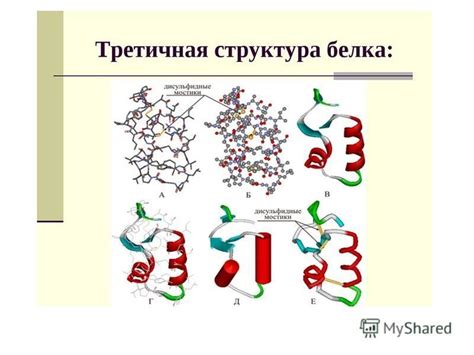 Взаимосвязь между скоростью и эффективностью формирования третичной структуры белка