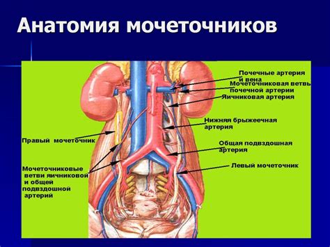 Взаимосвязь мочеточника с другими органами мочеполовой системы