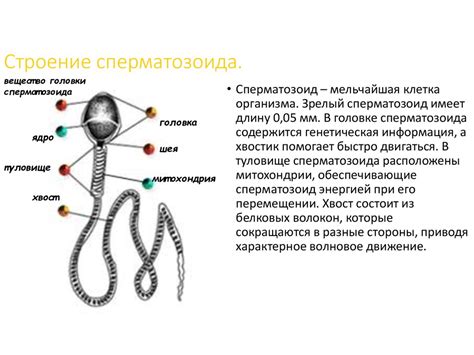 Взаимосвязь мужской интимной области и репродуктивной функции