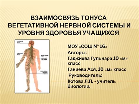 Взаимосвязь нервной системы и эмоциональной сферы