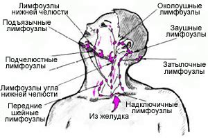 Взаимосвязь областей на лице и расположения лимфоузлов